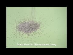 پشه ی گربه ی بنتونیت